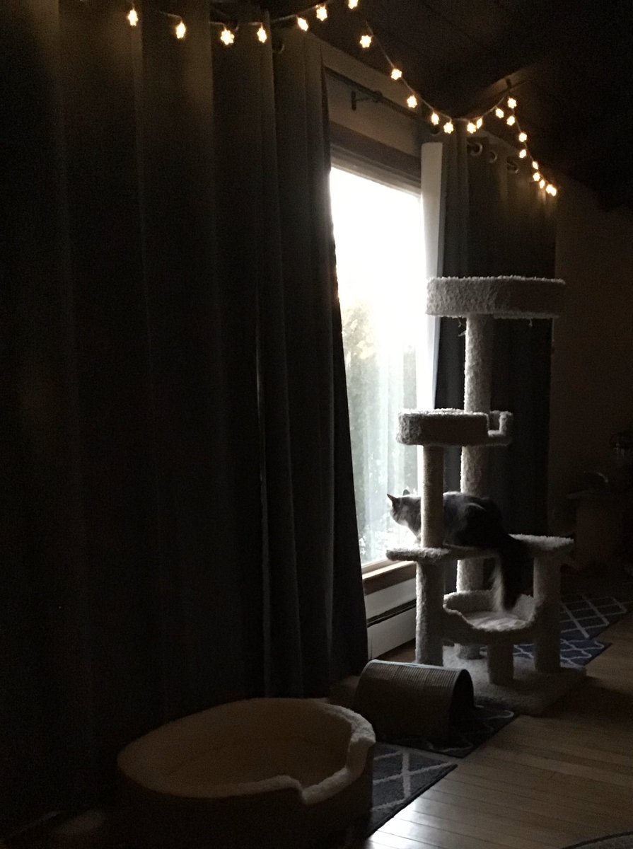 hlthiskrieger's tweet photo. Miss Prim appreciating an extra hour to gaze out on the front lawn. #TurnYourClocksBack https://t.co/o6gwHjgiz0