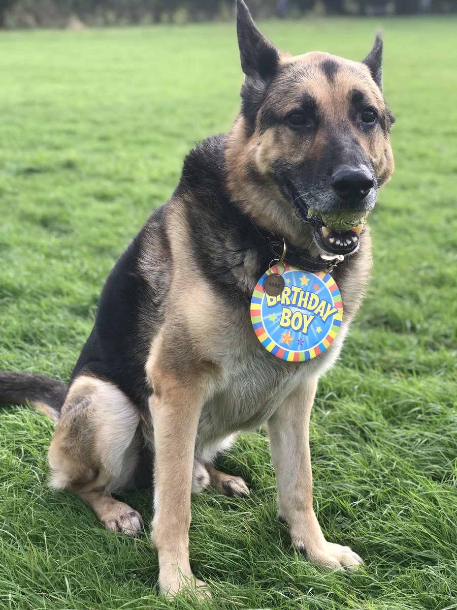 meaniepaws's tweet photo. went to the park w his big ol’ badge hehe https://t.co/cRFXp0iBWf