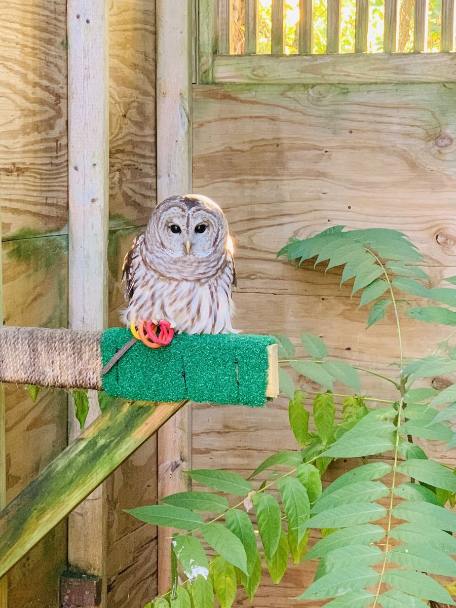 Avian Conservation Center of Appalachia tweet media