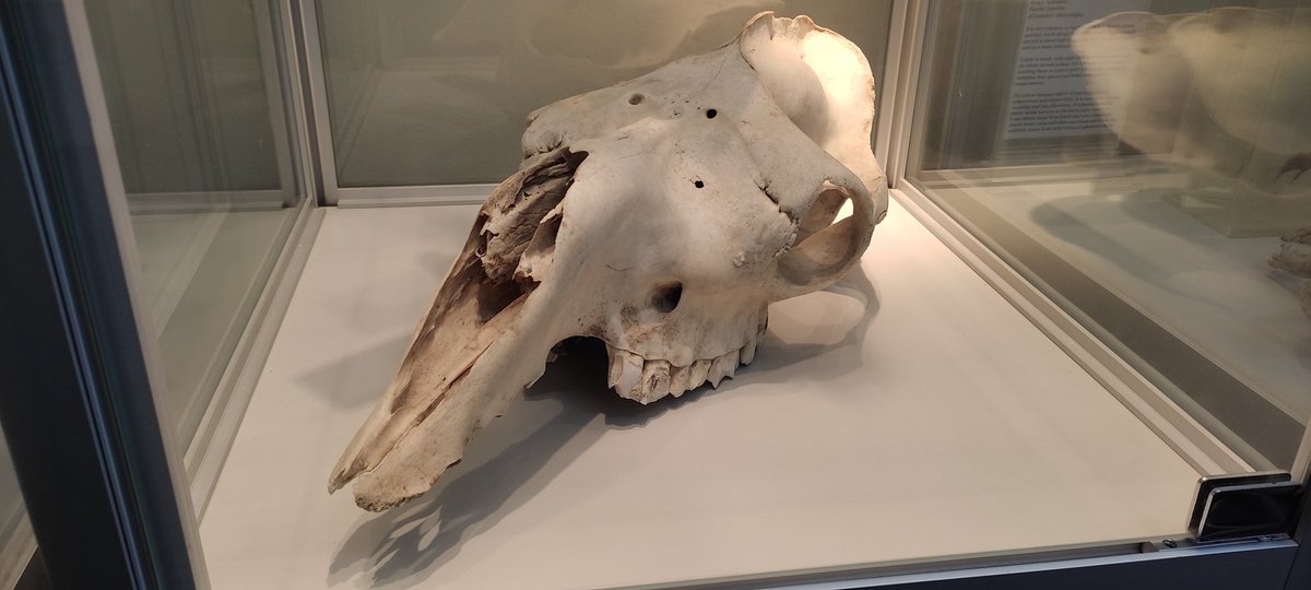 ifatimayou's tweet photo. Today, we took an exploratory tour of the Museum of Biological and Environment at Qatar University, which is affiliated with the Department of Environment and Biological Sciences, These are some of the souvenir photos I took while I was there. 
@QatarUniversity https://t.co/rkZrB6gJSu