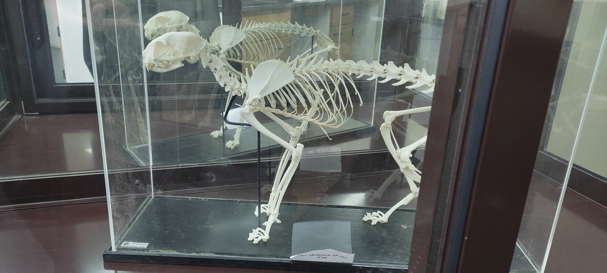 ifatimayou's tweet photo. Today, we took an exploratory tour of the Museum of Biological and Environment at Qatar University, which is affiliated with the Department of Environment and Biological Sciences, These are some of the souvenir photos I took while I was there. 
@QatarUniversity https://t.co/rkZrB6gJSu