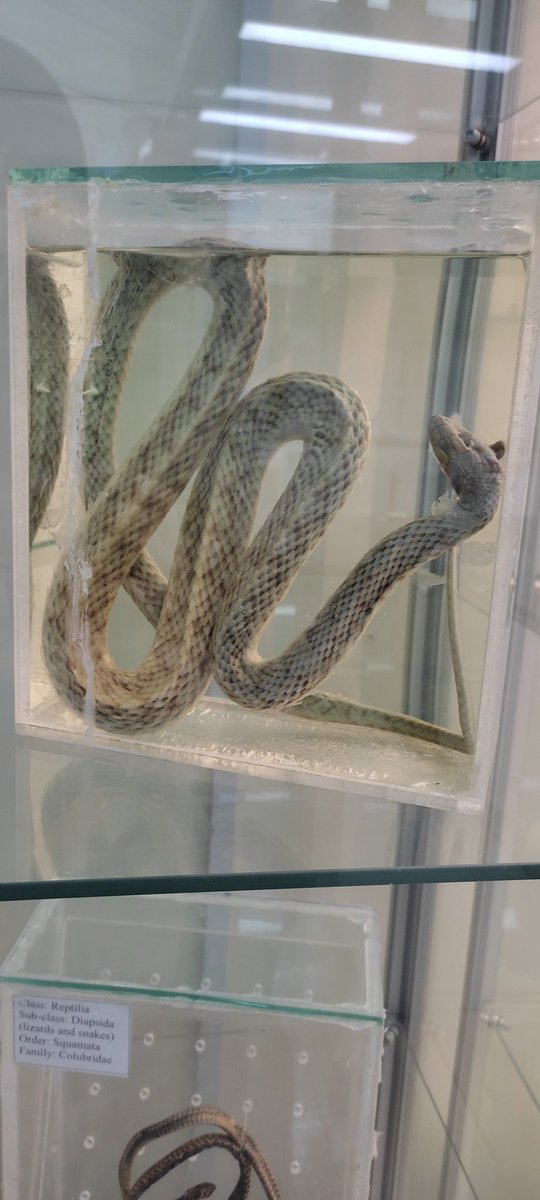 ifatimayou's tweet photo. Today, we took an exploratory tour of the Museum of Biological and Environment at Qatar University, which is affiliated with the Department of Environment and Biological Sciences, These are some of the souvenir photos I took while I was there. 
@QatarUniversity https://t.co/rkZrB6gJSu