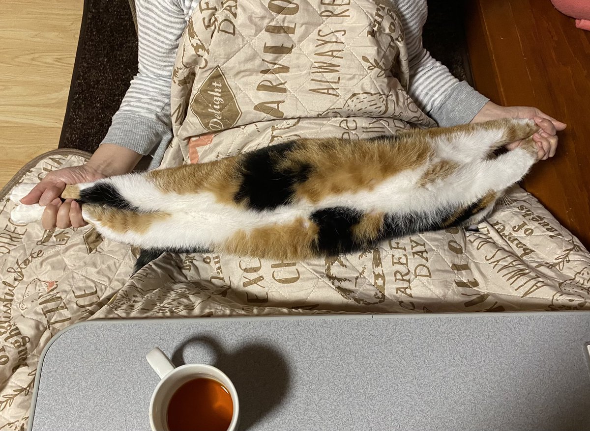 膝の上でびよーんと伸び切ったままゴロゴロいってる猫さん 長い 手打ち麺みたい Togetter 膝の上でびよーんと伸び切ったままゴロゴロいってる猫さん 長い 手打ち麺みたい Togetter