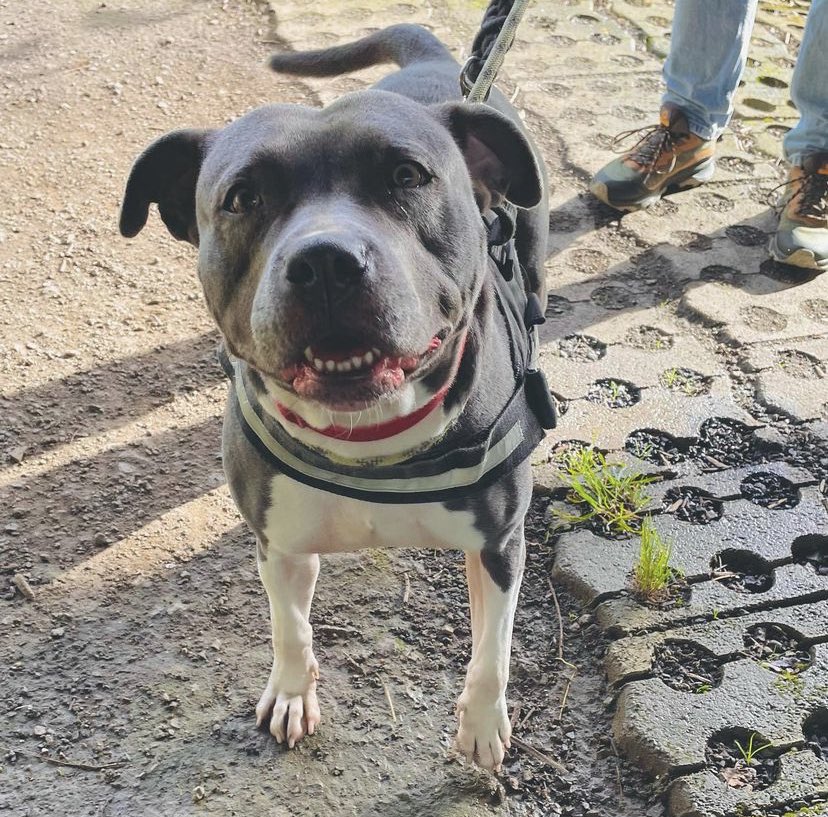 Cardiff Dogs Home, The Rescue Hotel tweet media