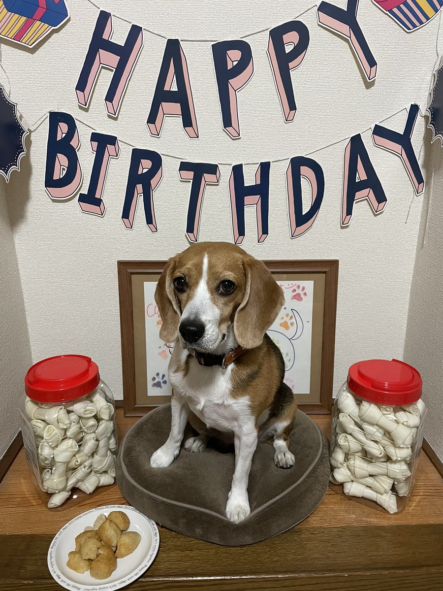 MerlotBeagle's tweet photo. Happy 6th birthday, Merlot !!!🎉
#beagle #ビーグル #birthday #誕生日 https://t.co/S02eHNC757