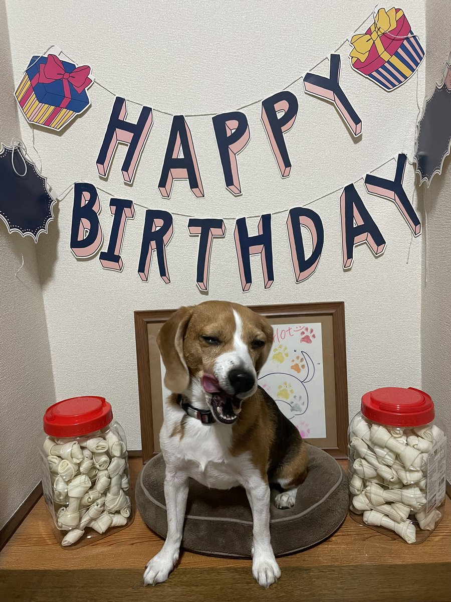 MerlotBeagle's tweet photo. Happy 6th birthday, Merlot !!!🎉
#beagle #ビーグル #birthday #誕生日 https://t.co/S02eHNC757