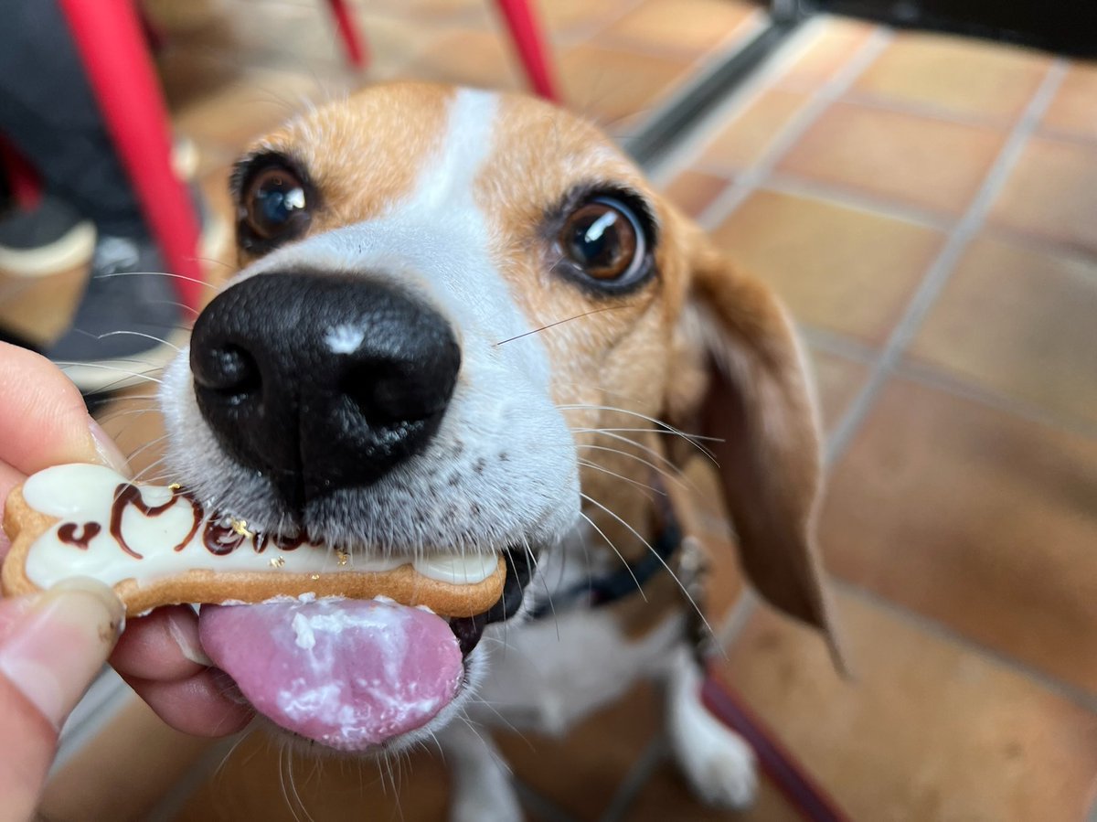 Happy 6th birthday, Merlot !!!🎉
#beagle #ビーグル #birthday #誕生日