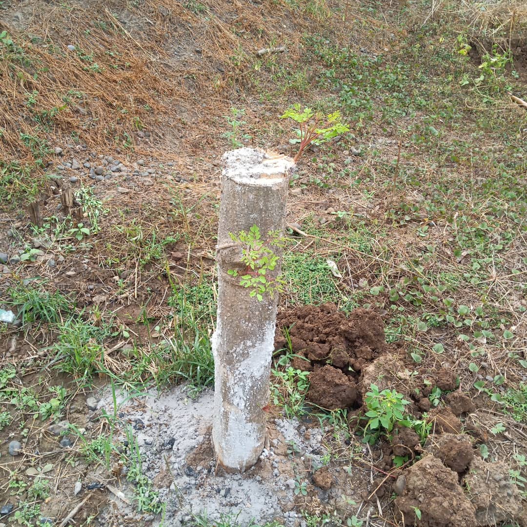 manishpatilus's tweet photo. #शेवगा (#शास्त्रीय नाव: #MORINGA  #OLEIFERA   इंग्लिश: #drumsticks )
#planting #trees #desertification, #protect #farmland #fight  #climatecrisis #raise #ambition  #ImplementingFamilyHubs #ActOnClimate
#climateemergency #climateaction #solar #wind #renewables #COP26 https://t.co/p9kbLLAfqn