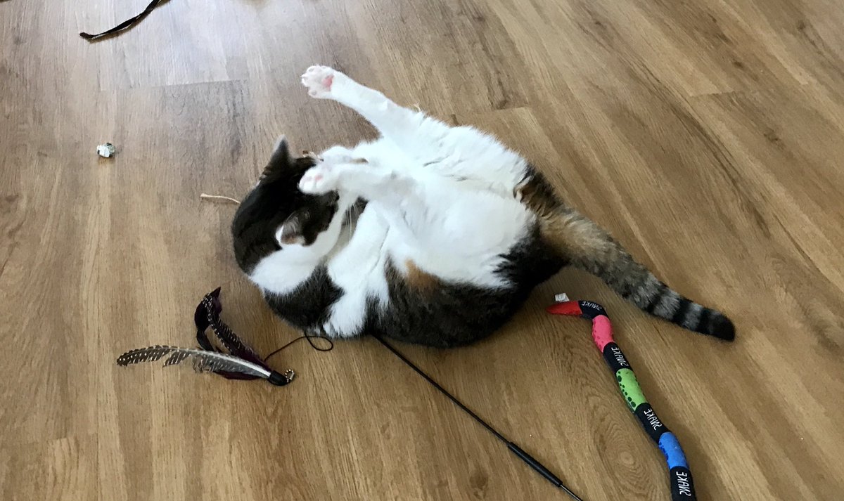 Lesson 2: two paws up! ⁦<a href="/FartyCheddarCat/">Cheddar</a>⁩