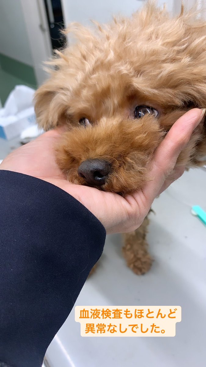 dadahouse0219's tweet photo. ヤマト、無事に見つけることが出来ました‼️
迷子になった小型犬は水路でうずくまっている事が多いと聞き、水路の中州を探していて発見しました。
皆様、ご協力、本当にありがとうございました😭
感謝しかありません🙏
以前のツイートは削除させて頂きます。 https://t.co/qtYRxwvKcH