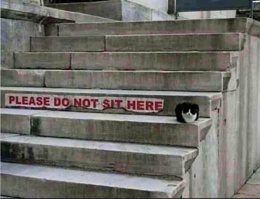 Bodega Cats tweet media