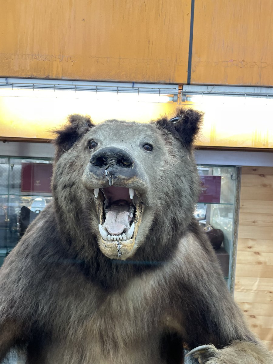 himandum's tweet photo. 熊出たよ
北海道だよ
ここにもハリボナイトはあったよ
＃ankarise
＃アンカライズ
＃熊
＃北海道 https://t.co/oXGOQ1F45B