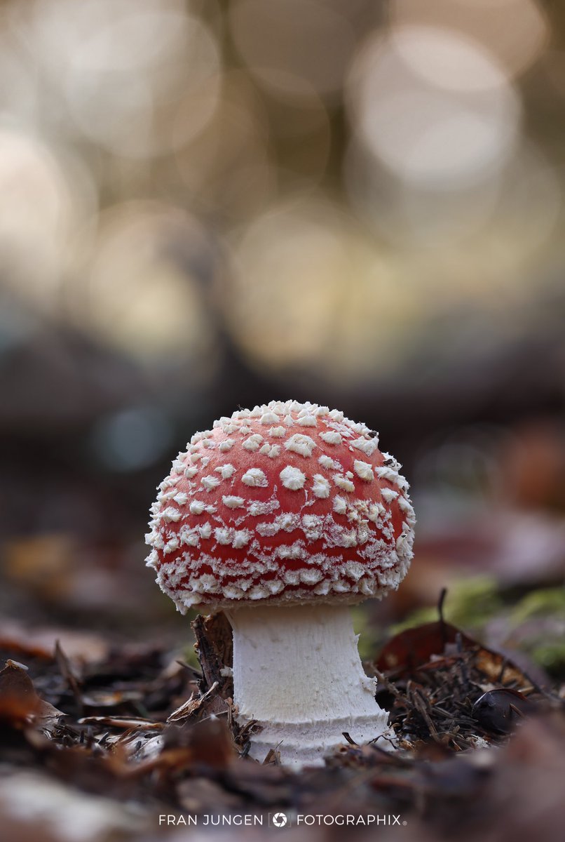 fotographix tweet media