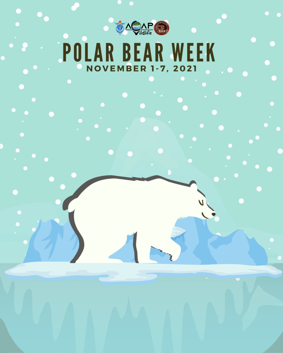 newtneb's tweet photo. Brrrr. It's been pretty chilly out there lately, right? Leave it to the OG king of the ice to chill during it. Polar bears rely heavily on sea ice for their survival, but due to threats, their numbers slowly diminish.
#NEWTNEB #VC10 #ACAPWildlife #PolarBearWeek https://t.co/0MPhL76Zk1