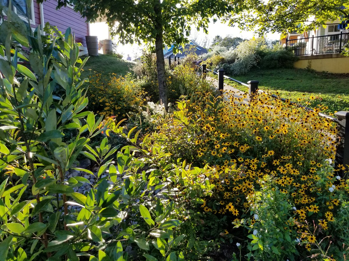 NativeHavens's tweet photo. Heuchera villosa (center) glows in the sunlight before the hard freeze. I used over 30 native species in this garden; going for a diverse, layered, resilient, pollinator-friendly space that also captures storm water runoff. #stackingfunctions https://t.co/MiVBWB37hF