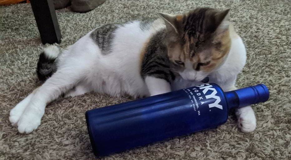 Deeptec's tweet image. Happy Birthday to little Gwen Stacy - I can't believe you're a year old already!