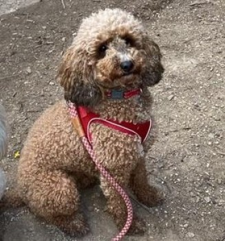 millypod1's tweet photo. MALTEASER HOME SAFE. THANKS FOR RT's
REUNITED PIC ADDEDπππΎ
31 OCT 2021 #Lost #ScanMe #STOLEN??
YOUNG Brown Curly Cockerpoo Female
#Lechlade / #Buscot #GL7 #Cotswolds #Gloucestershire
Escaped from garden whilst visiting friends
SIGHTINGS PLZ*
https://t.co/NYikFGqXap https://t.co/9Lr8lfybBY