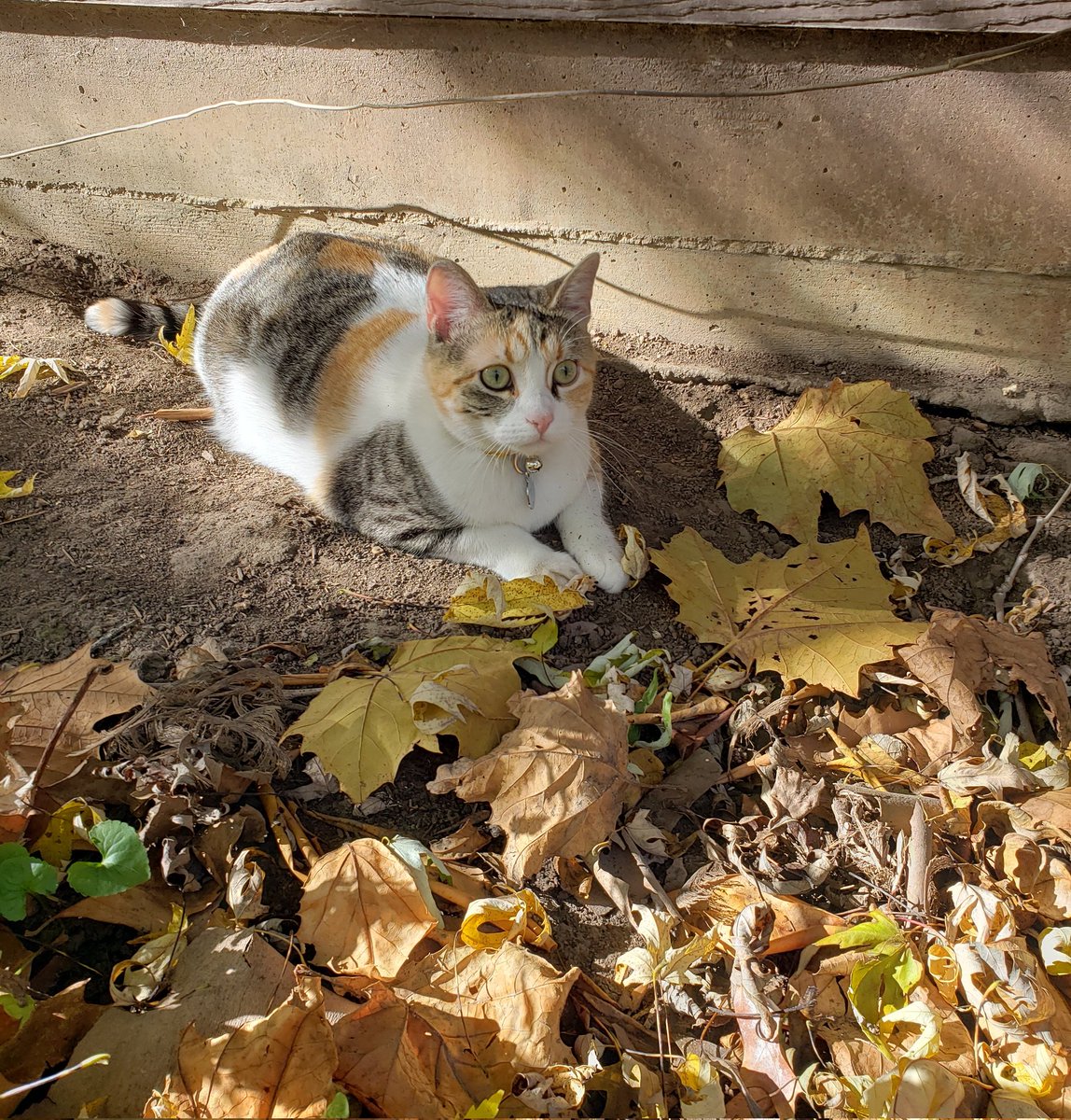 Deeptec's tweet image. Happy Birthday to little Gwen Stacy - I can't believe you're a year old already!