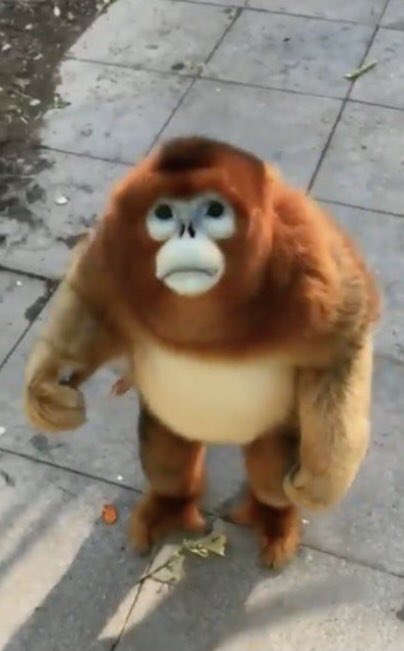 yo llegando a decirle a cache q vamos cuando ya me quiero ir