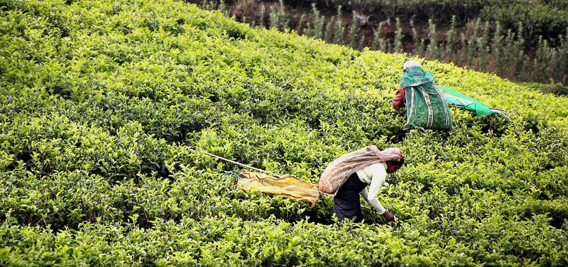 DanielNorero's tweet photo. Sri Lanka adopto un 100% de agricultura orgánica y prohibió insumos sintéticos. A los 6 meses tuvieron que dar marcha atrás pq' los rendimientos se fueron a pique https://t.co/NmhaZgGPZO | Cosas que pasan cuando los gobiernos prohíben herramientas modernas a sus agricultores 🤷🏻‍♂️ https://t.co/WQ6ehvEjY6