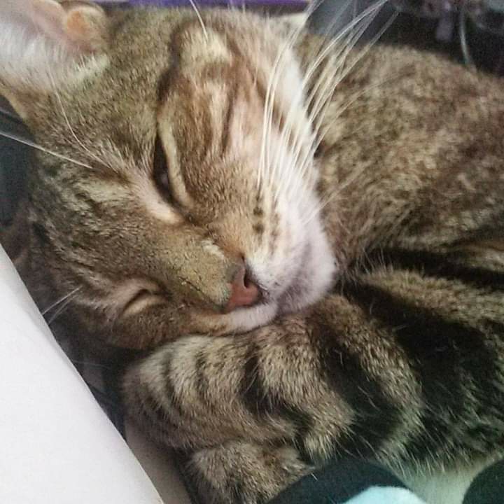 PurcellAnimals's tweet photo. @ColeTheBlackCat My furbaby Mykiah would sleep like that with me. Or snuggle up to me.

I miss my baby 🌈 https://t.co/Lnx2UYgjhg