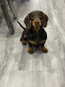 millypod1's tweet photo. TALLULAH HOME SAFE. THANKS FOR RT's πππΎ
5 NOV 2021. TALLULAH #SausageArmy #PUPPY
#Lost #ScanMe #spookedbyfireworks
Chocolate & Tan MIN Dachshund Female
#Nazeing in Epping district #Essex #EN9
SIGHTINGS PLZ*
https://t.co/21jyVkAYjp https://t.co/TuYqmZEbzQ