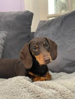 millypod1's tweet photo. TALLULAH HOME SAFE. THANKS FOR RT's πππΎ
5 NOV 2021. TALLULAH #SausageArmy #PUPPY
#Lost #ScanMe #spookedbyfireworks
Chocolate & Tan MIN Dachshund Female
#Nazeing in Epping district #Essex #EN9
SIGHTINGS PLZ*
https://t.co/21jyVkAYjp https://t.co/TuYqmZEbzQ