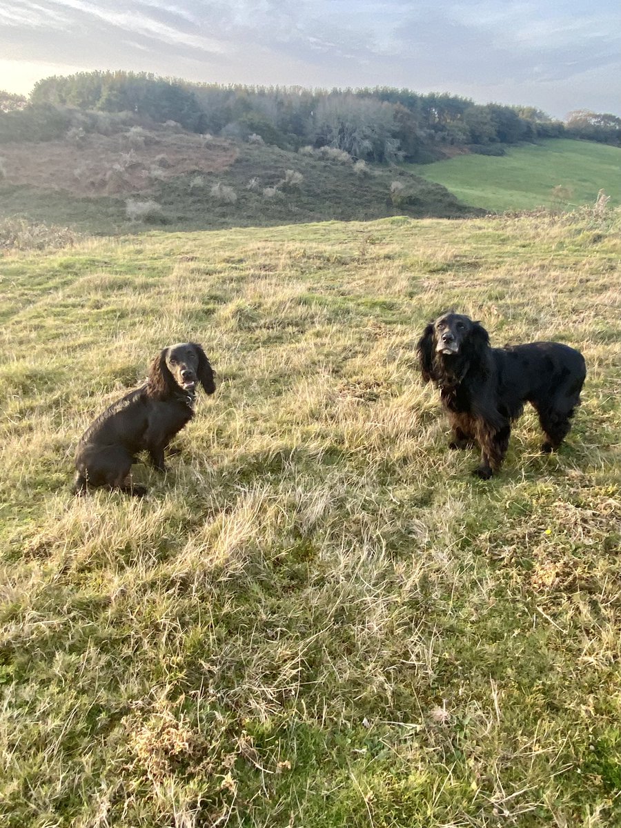 kluedo's tweet photo. Happy spaniels enjoying the last bit of daylight 😱🙈 
12 years difference between them 😍😁 #spaniels #cockerspaniel https://t.co/Bkco2wgjid