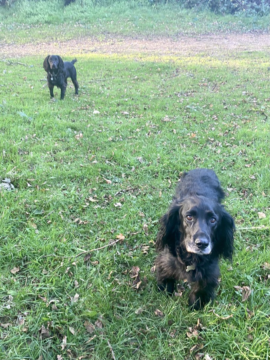 Happy spaniels enjoying the last bit of daylight 😱🙈 
12 years difference between them 😍😁 #spaniels #cockerspaniel
