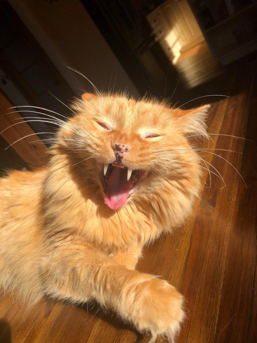 mariannelaurens's tweet image. Parce que parfois, nous ne sommes pas à notre avantage 😹#Mouf