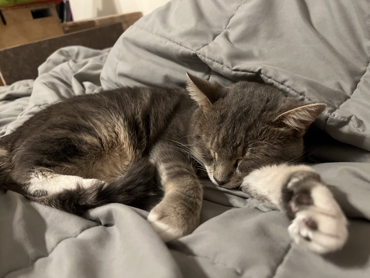aerysten's tweet photo. Meet Mako, @imshvrk and I’s new sweet boy. 💜 https://t.co/xg7sl5uqah