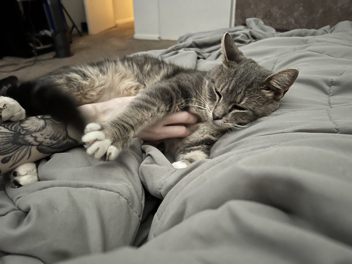 aerysten's tweet photo. Meet Mako, @imshvrk and I’s new sweet boy. 💜 https://t.co/xg7sl5uqah