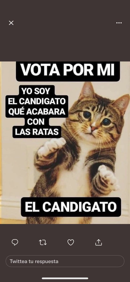 lilianaf523's tweet image. EL PROPIO el que estábamos esperando, nuestro ”CANDIGATO”