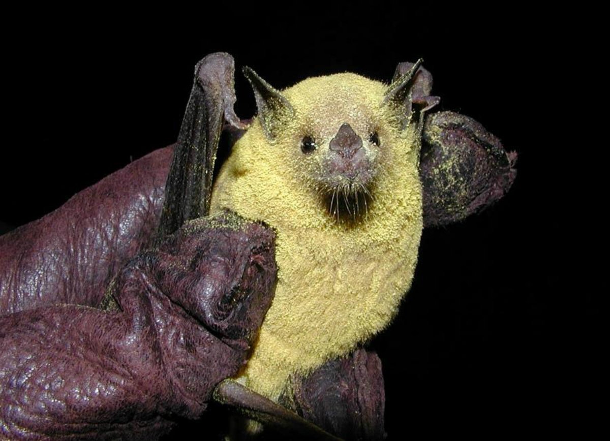 Bees pollinate flowers--but bats do it, too! Just look at this little guy COVERED in pollen! In fact, bats carry significantly more pollen in their fur compared to other pollinators. At least 500 species in 67 plant families rely on bats to survive. Bats are essential #BatWeek