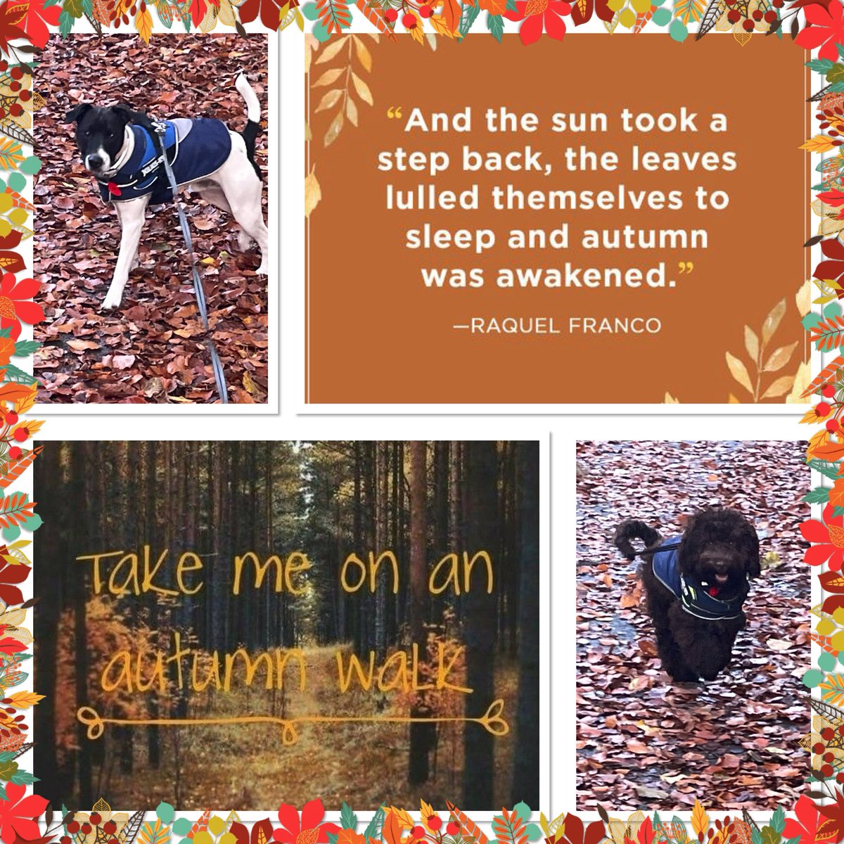 LauraDa04821565's tweet photo. Autumn has always been my favourite season. The time when everything bursts with its last beauty, as if nature has been saving up all year for the grand finale 🍂 🤎🧡💛❤️💚 https://t.co/LeDwZI7IAv