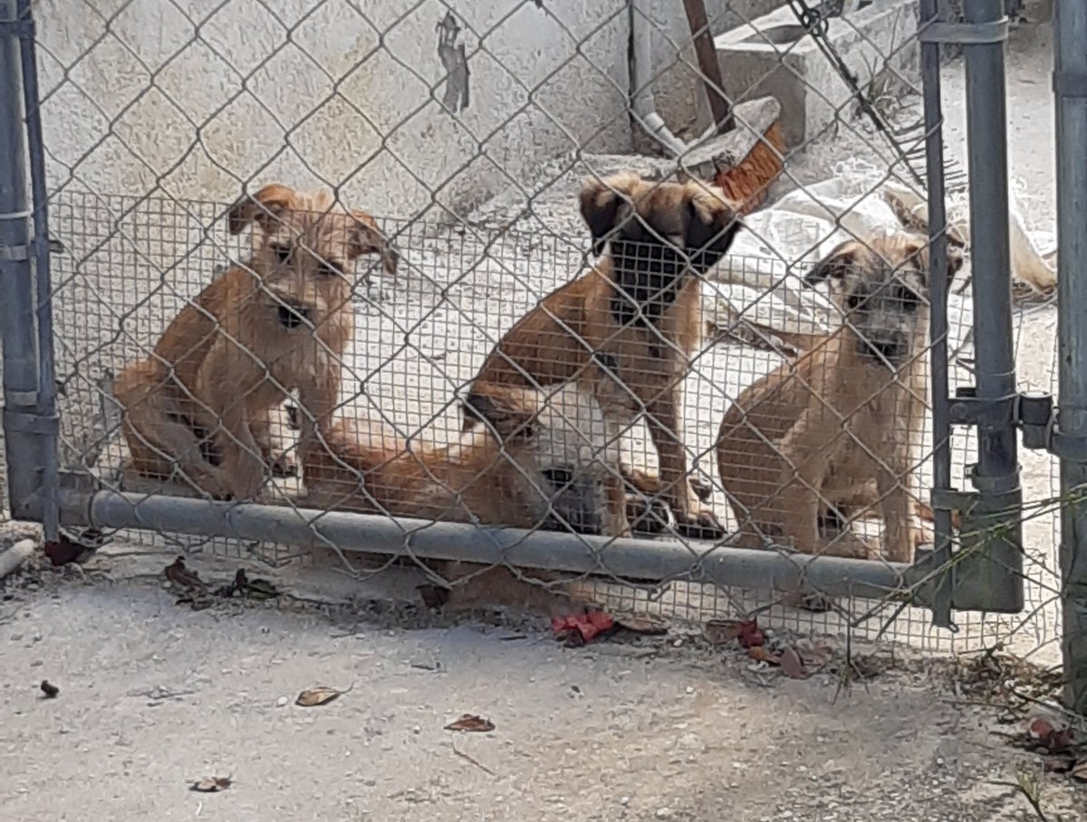 RonnieYearwood's tweet photo. Canvassing St James South is always a joy. I get to meet and connect with folks in their space. I also get to meet their pets. I almost walked off with one of these dogs. 💙
#IShowUp
#IGetItDone
#Ronnie4SJS https://t.co/QVvnZGPjOR