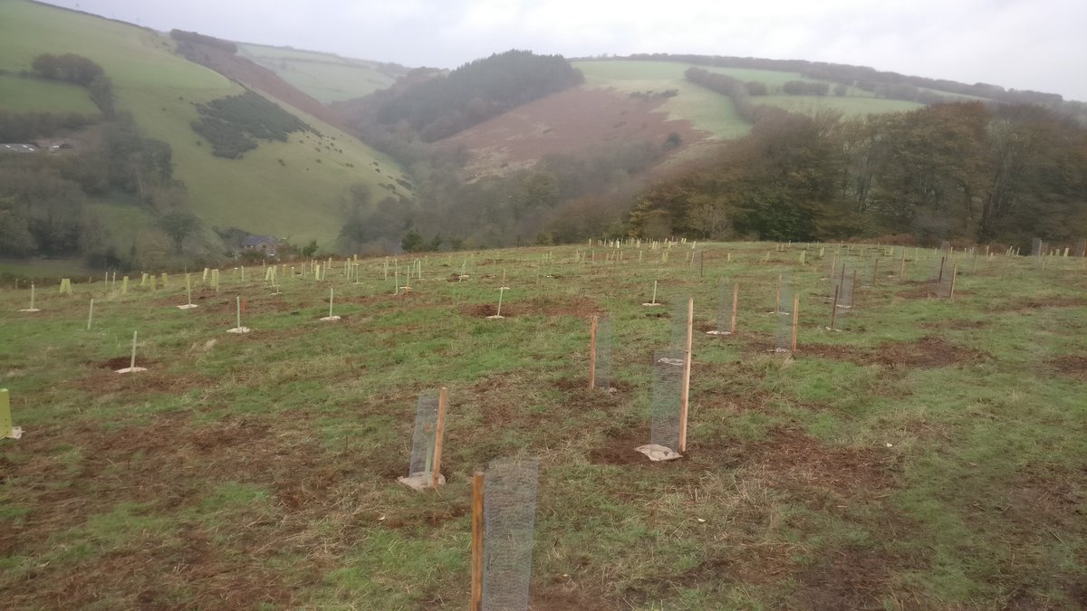 Exmoor Woodland ENPA tweet media