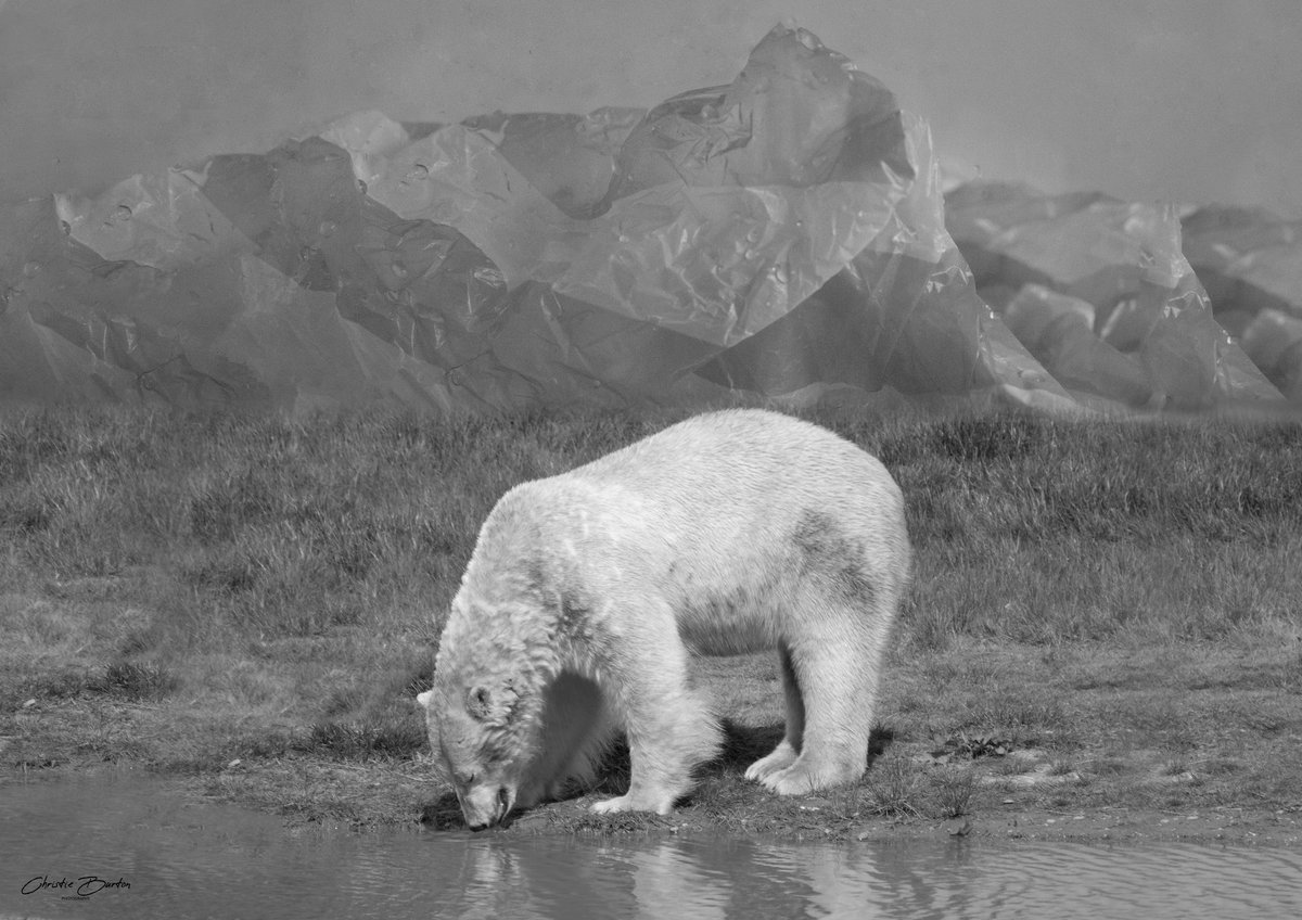 ChristieBphotos's tweet photo. #COP26Glasgow is ending soon. So I will be resharing my conservation art with you all.

@ChrisGPackham @SteveBackshall @GretaThunberg @ExtinctionR @TheCCoalition @WWF  @GreenpeaceUK #saveourspecies #climatechange #endangeredspecies #polarclimate #ClimateCrisis https://t.co/mubR8kd6ks