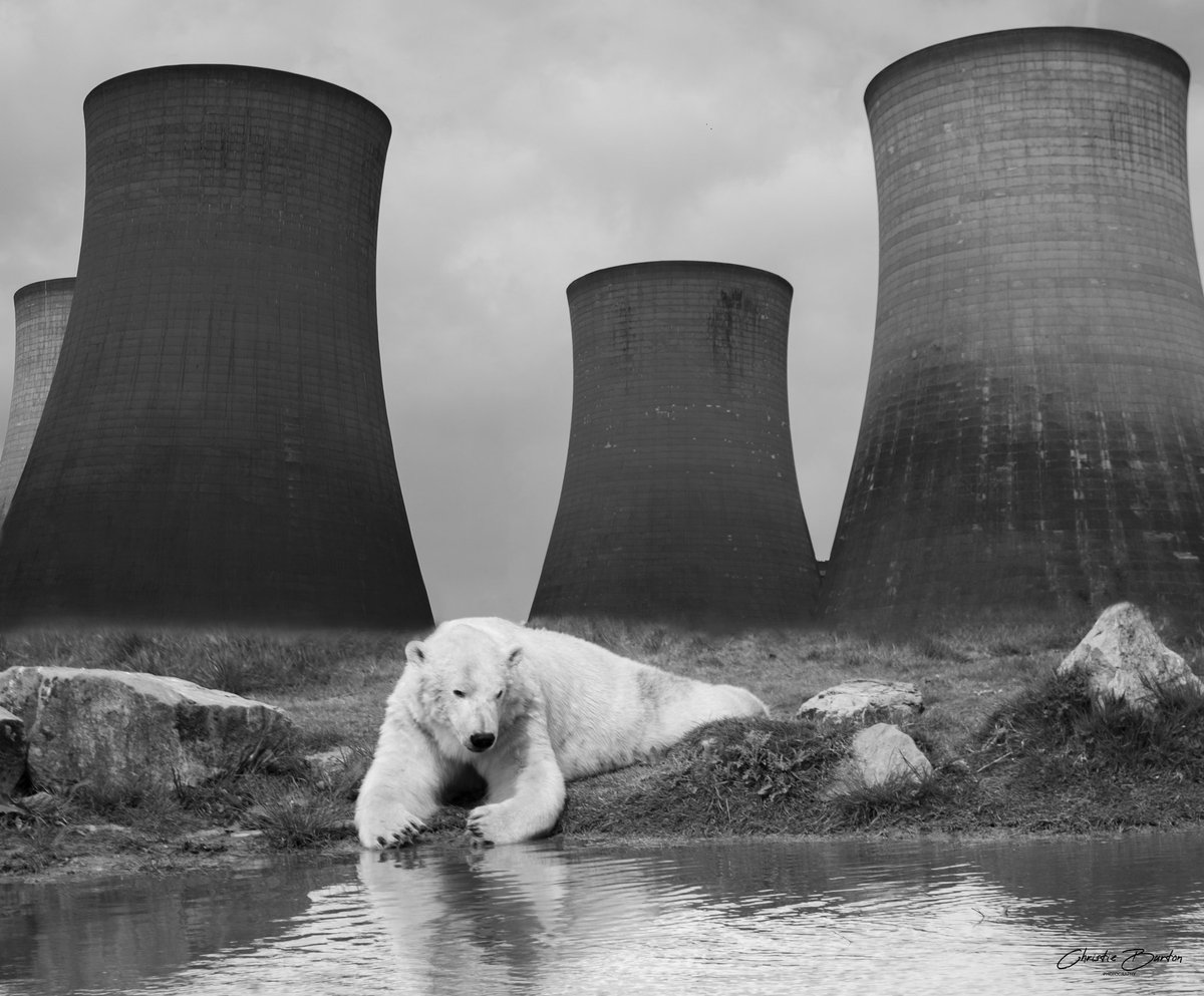 ChristieBphotos's tweet photo. #COP26Glasgow is ending soon. So I will be resharing my conservation art with you all.

@ChrisGPackham @SteveBackshall @GretaThunberg @ExtinctionR @TheCCoalition @WWF  @GreenpeaceUK #saveourspecies #climatechange #endangeredspecies #polarclimate #ClimateCrisis https://t.co/mubR8kd6ks