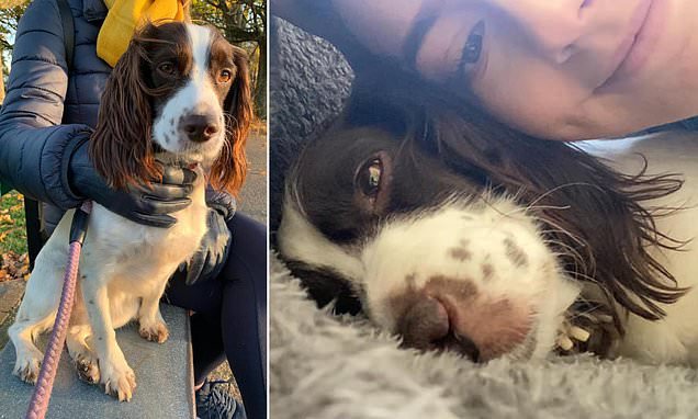 1Pepsy's tweet photo. FAMILY DISTRAUGHT: As #Spaniel DIES - After Being Spooked by Fireworks in #Cardiff! 
 https://t.co/03rUjcRZpT  #Wales  #UK https://t.co/pVih0aRBAj