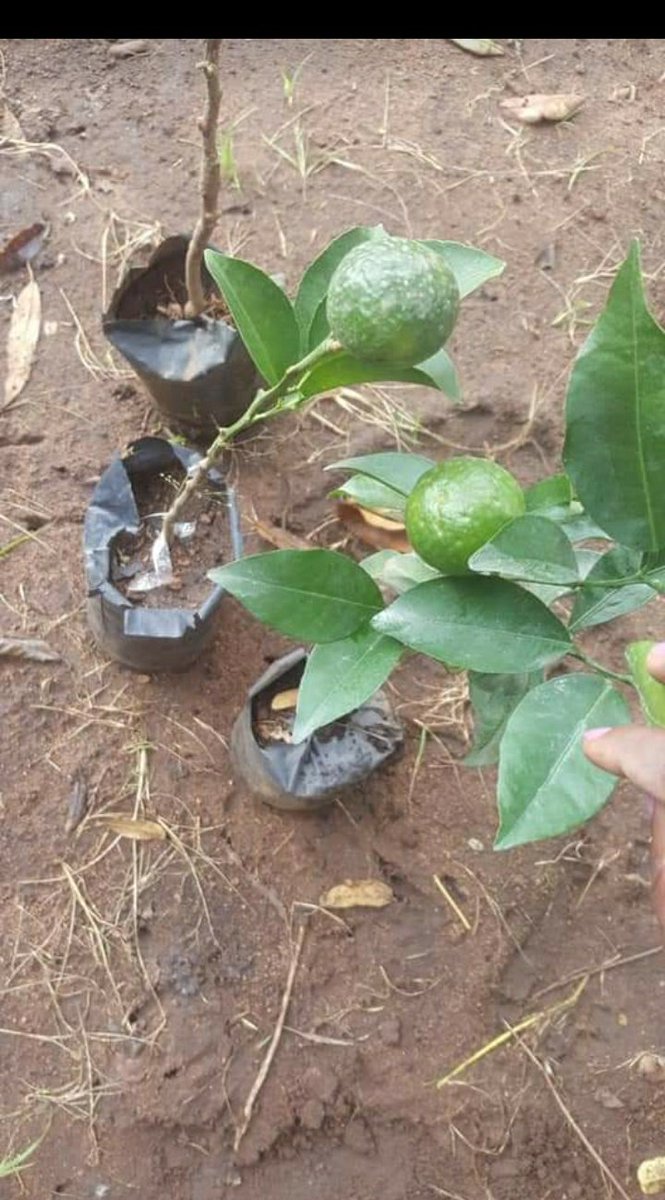 FarmsPikho's tweet photo. Hello Mzuzu customers!!!  This coming Tuesday and Wednesday (9th and 10th November)  we are visiting the green city with the best ealry maturity fruit trees in Malawi. Its your time to enjoy the best products supplied by #Pikhofarms.   

WhatsApp us on 0888160201
Call 0993711633 https://t.co/uw4cj8jILY