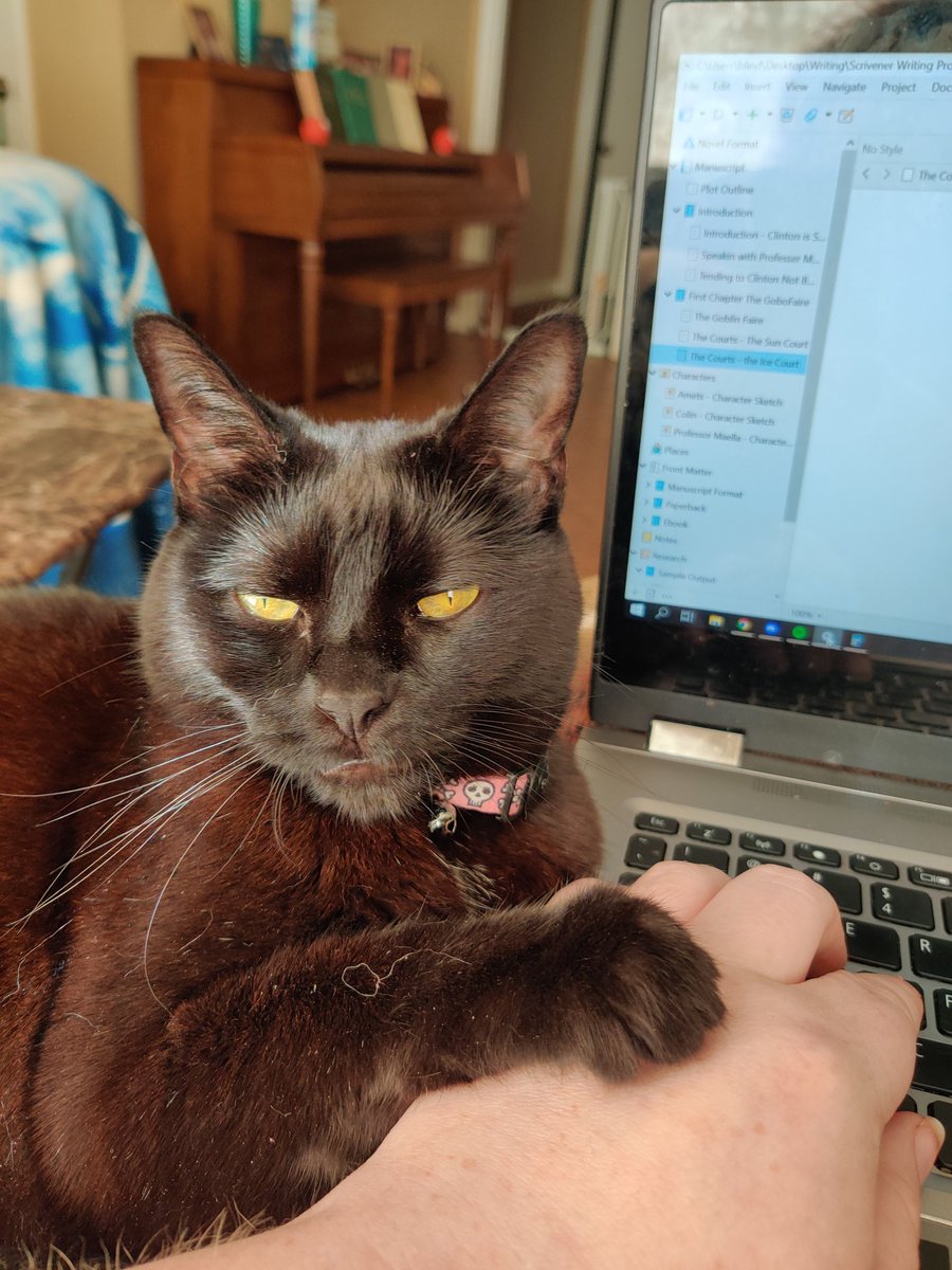 LyraTeal's tweet photo. Well I was writing... #authorlife #cats #NaNoWriMo https://t.co/s9yalJZQeR