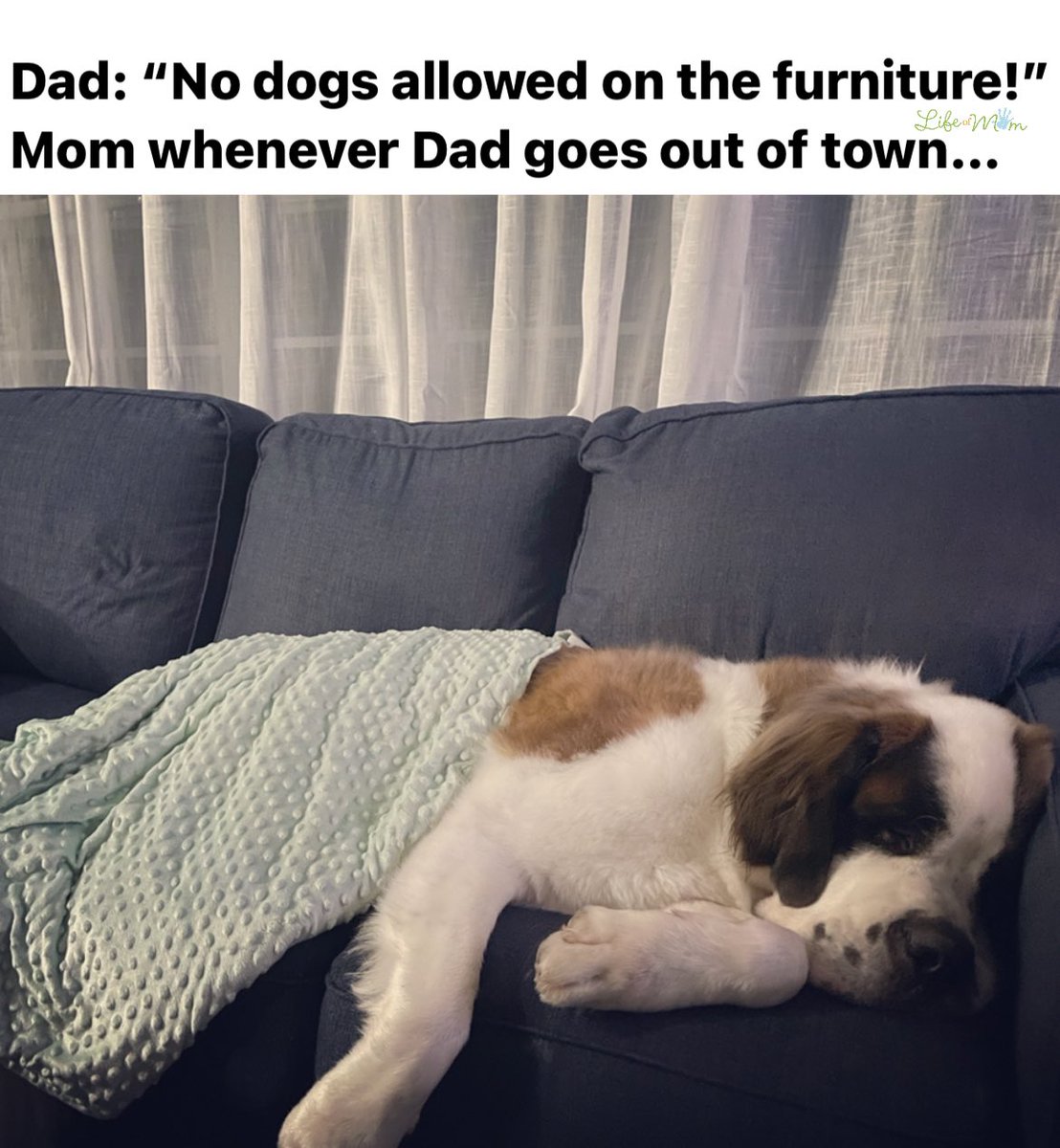 LucyRiles's tweet photo. What’s the saying? “When Daddy’s away, the dogs will stay… on the furniture!
It was getting chilly so my big boy needed @LifeofDadShow blanket to stay warm🥰😆 Love ya babe! But I also love our dogs🐶❤️🐾
#MOMvsDAD #lifeofmom #lifeofdad #lifeofdog @lifeofmomuncut https://t.co/w1dLA340so