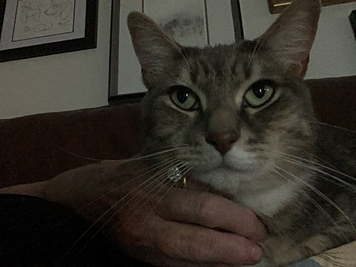 Shoshione's tweet photo. @jannarden Last but not least Oliver🐾🐾💋🤩 https://t.co/wzzfYYTUtS