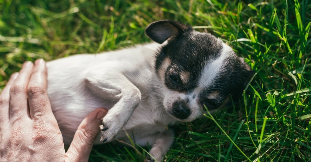 LovingPaws2005's tweet photo. Intestinal Parasites 101: What You Need to Know as a Responsible Pet Owner https://t.co/AdCmfazC6f https://t.co/m2Sw7ayYLp