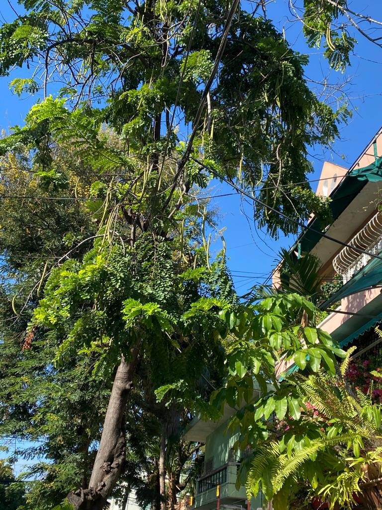 Junta de Amigos la Primavera de Gascue, D.N. R.D. on Twitter