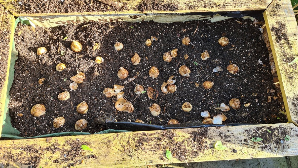 cavershamjj's tweet photo. Osteospermum out, narcissus 'replete' in. Finally getting around to planting the pesky bulbs. I put tulips in these planters last year but I figure the daffs will be over soo er, can be replaces with summer stuff. Only 625 to go...#bulbageddon https://t.co/4EMAFrp7uM