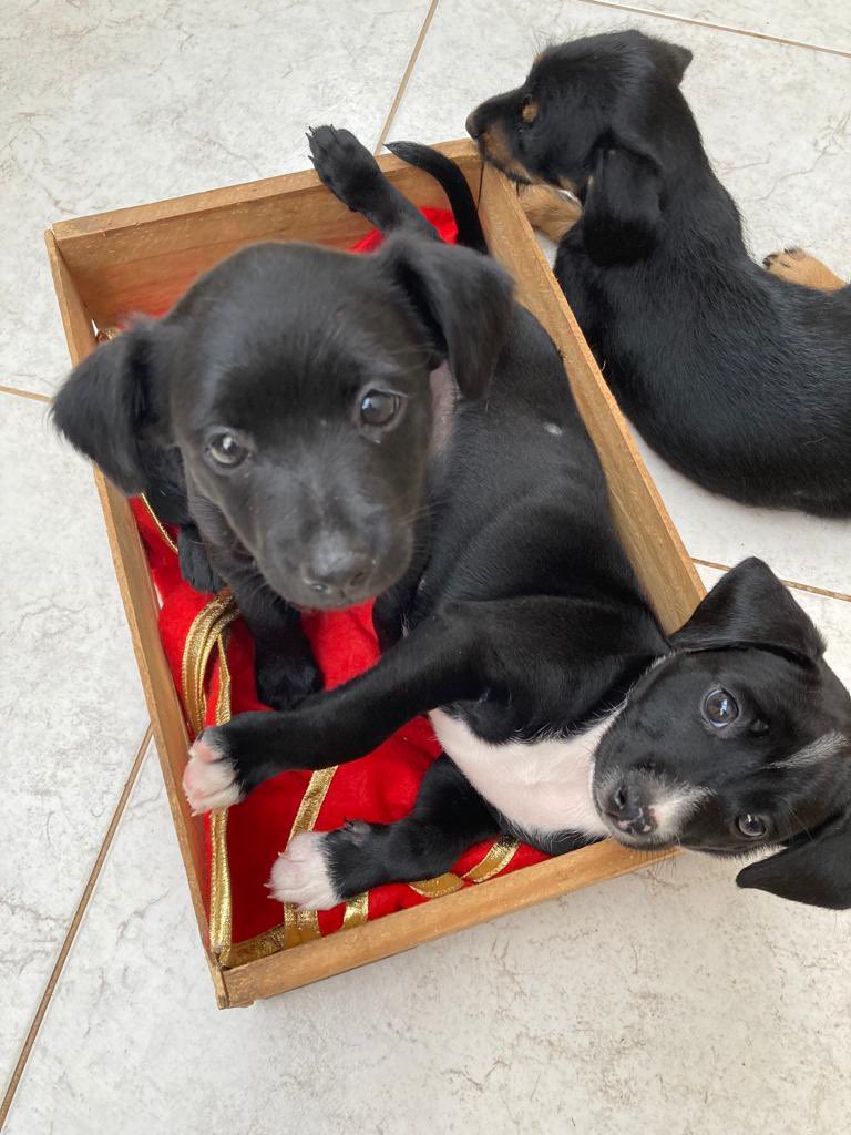 laurasoare's tweet photo. [GOIÂNIA]
Bom dia pessu que belo dia para ADOTAR um cão vcs não acham???
Me ajudem achar uma casinha pra esses bebês, o lar temporário não tem mais condições de mantê-los.
O macho é da manchinha branca, e a fêmea é a toda pretinha!
CASTRADOS
VERMIFUGADOS 
Adoção responsável!🙏🏻❤️ https://t.co/NJqwDvvWbi