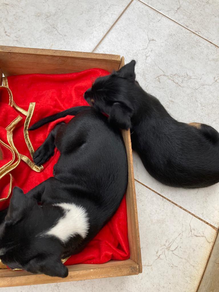 laurasoare's tweet photo. [GOIÂNIA]
Bom dia pessu que belo dia para ADOTAR um cão vcs não acham???
Me ajudem achar uma casinha pra esses bebês, o lar temporário não tem mais condições de mantê-los.
O macho é da manchinha branca, e a fêmea é a toda pretinha!
CASTRADOS
VERMIFUGADOS 
Adoção responsável!🙏🏻❤️ https://t.co/NJqwDvvWbi
