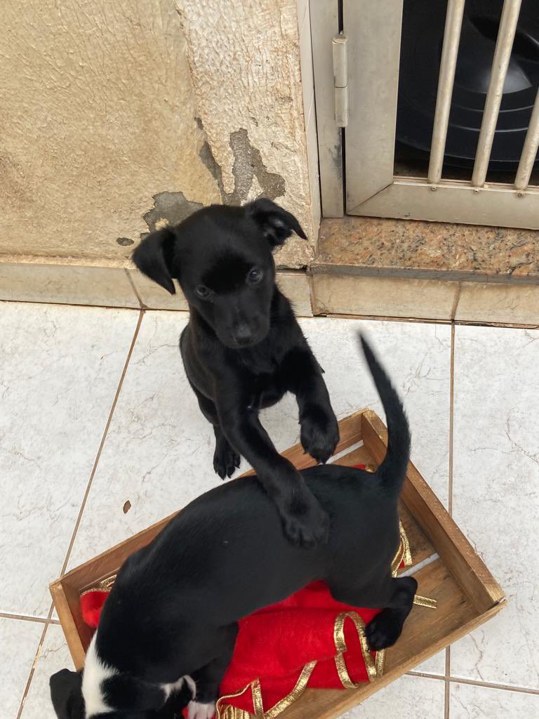 laurasoare's tweet photo. [GOIÂNIA]
Bom dia pessu que belo dia para ADOTAR um cão vcs não acham???
Me ajudem achar uma casinha pra esses bebês, o lar temporário não tem mais condições de mantê-los.
O macho é da manchinha branca, e a fêmea é a toda pretinha!
CASTRADOS
VERMIFUGADOS 
Adoção responsável!🙏🏻❤️ https://t.co/NJqwDvvWbi